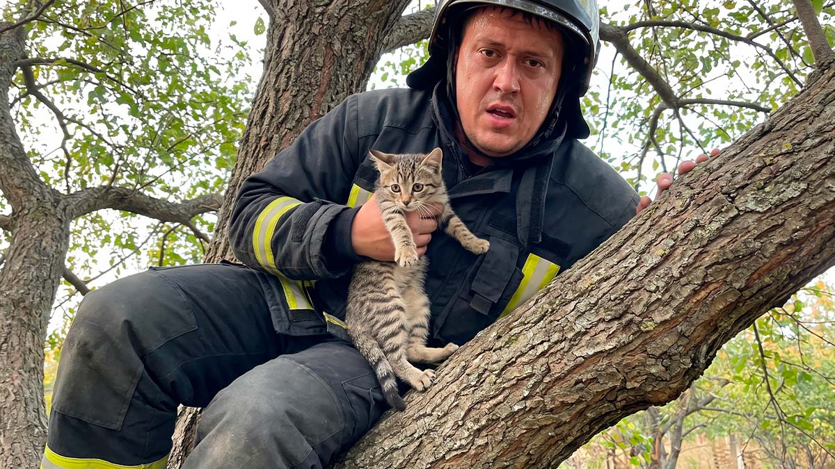 Евгений Зайферт пожарный с котенком на дереве — спасение котенка с ветки
